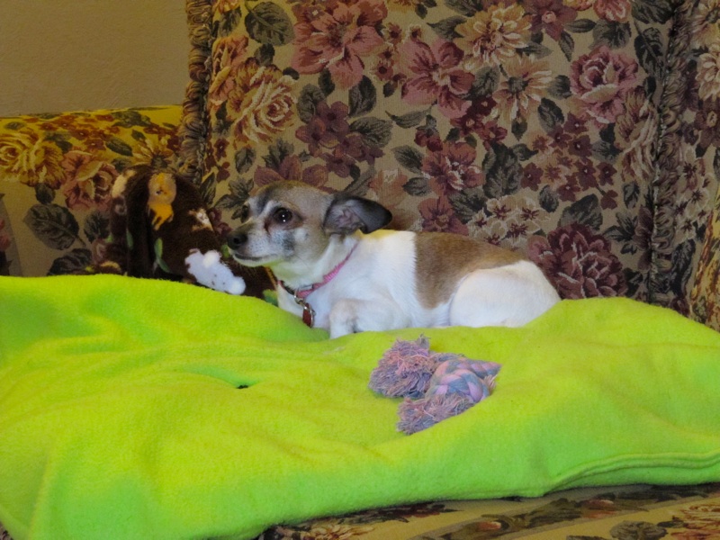 Daisy On Her Blanket - 3