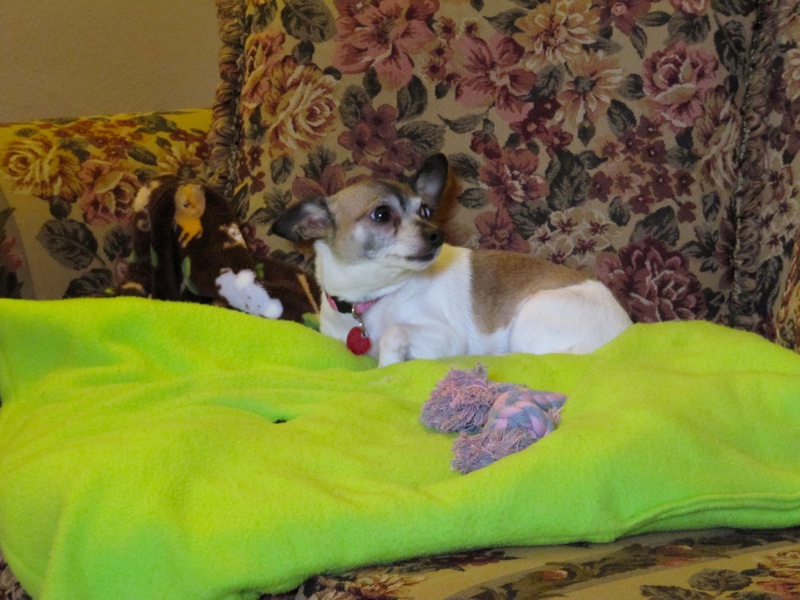 Daisy On Her Blanket - 4