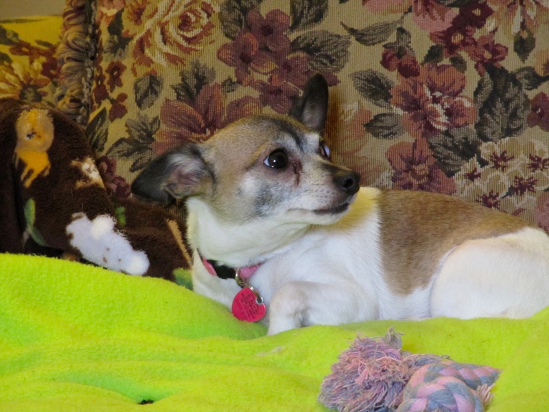 Daisy On Her Blanket - 5