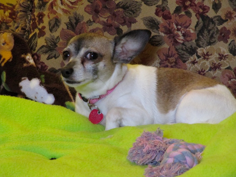 Daisy On Her Blanket - 6