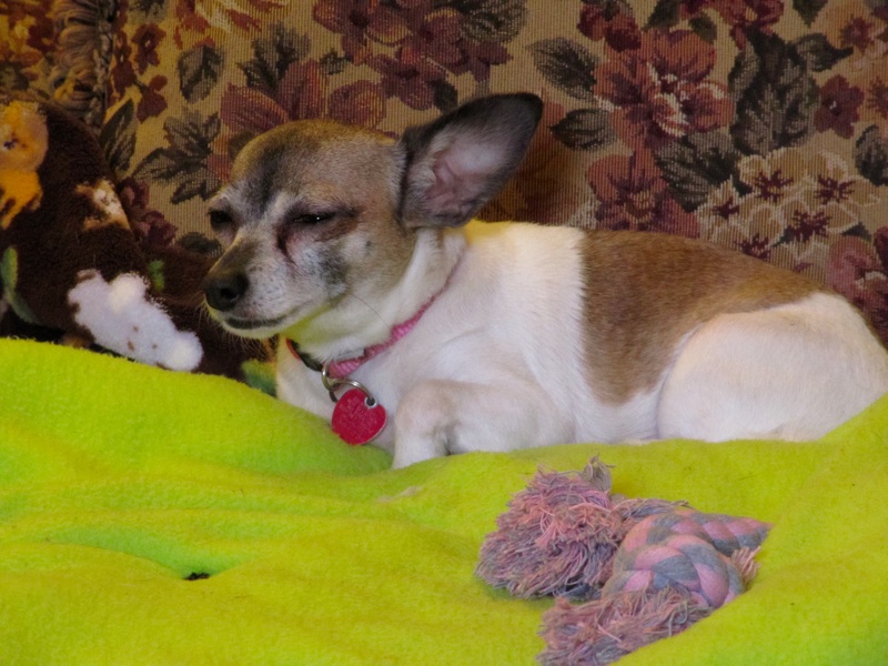 Daisy On Her Blanket - 7