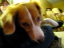 Thumbnail of Image- Blurry Josie