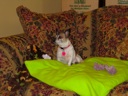 thumbnail of "Daisy On Her Blanket - 1"