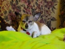 Thumbnail of Image- Daisy On Her Blanket - 2