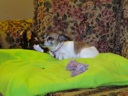 thumbnail of "Daisy On Her Blanket - 3"