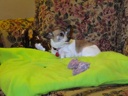 thumbnail of "Daisy On Her Blanket - 4"