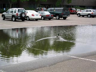 Duck in the Parking Lot 1