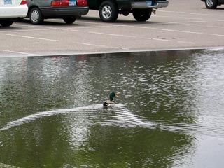 Duck in the Parking Lot 2