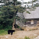thumbnail of "Bear and Cub- 1"