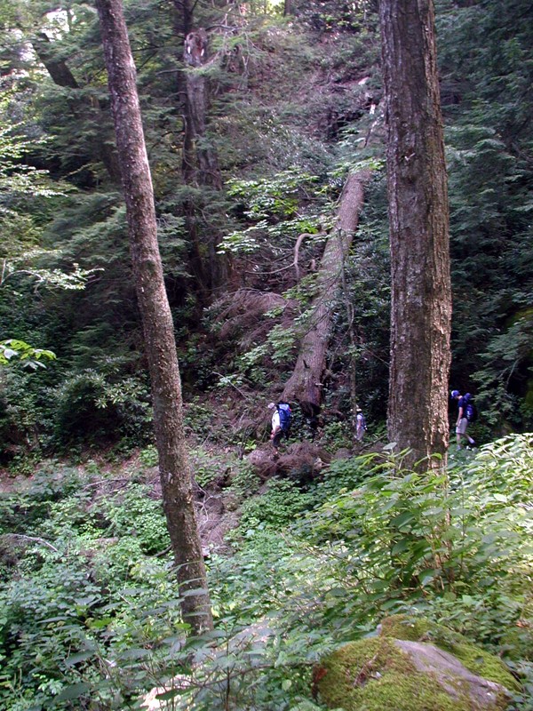 Walkers Walking