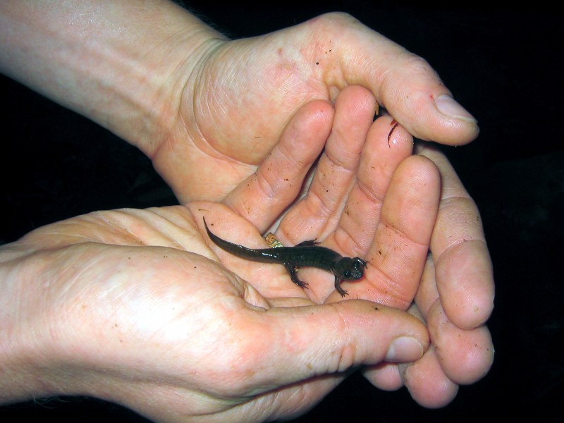 Nate's Salamander