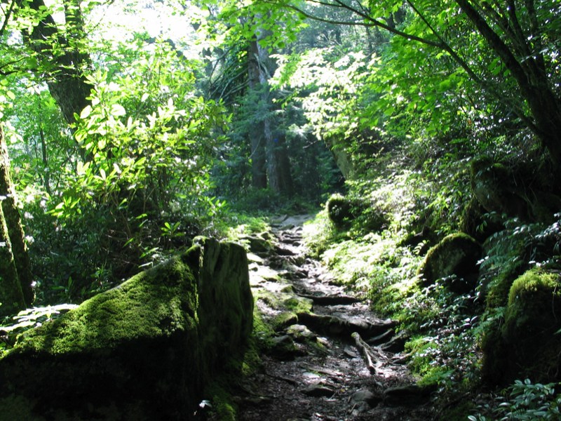 Down The Trail