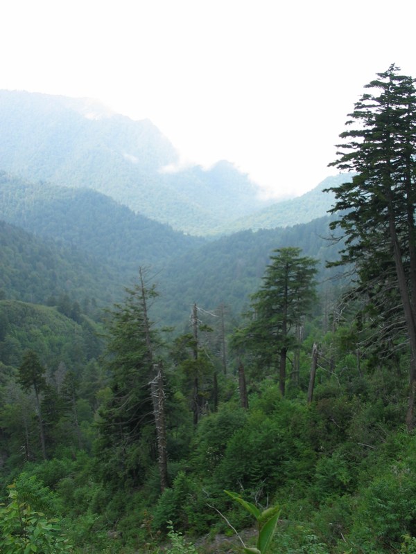 View From Alum Cave Trail - 6