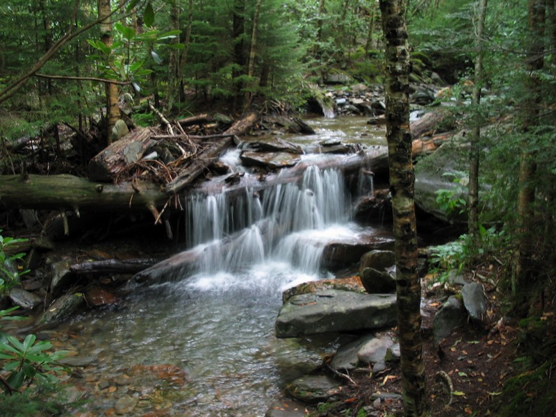 Creek Near The Bottom