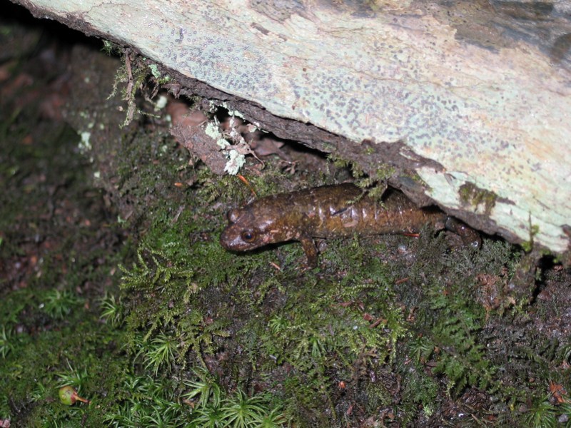 Sneaky Salamander