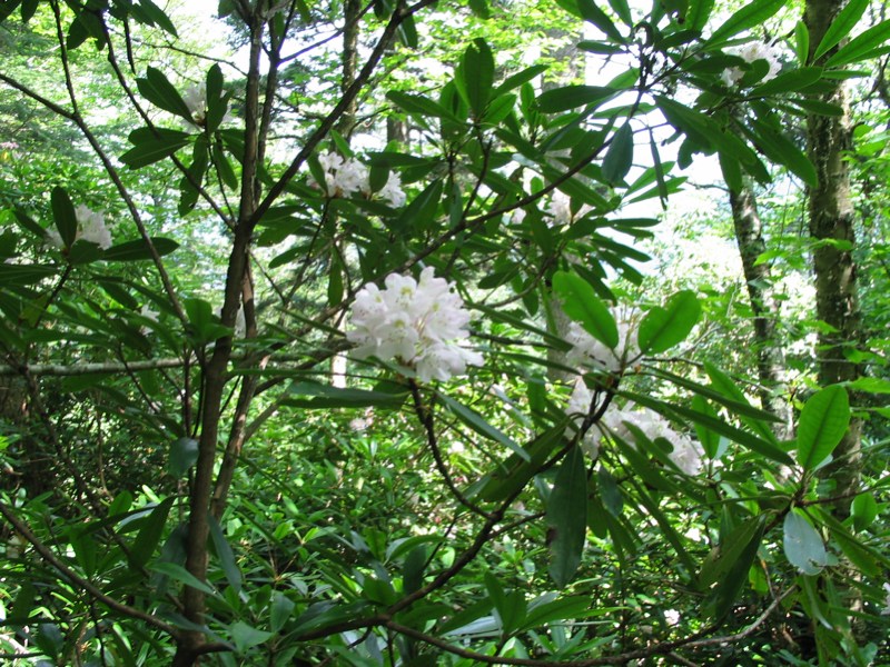 Rhododendron Close-up