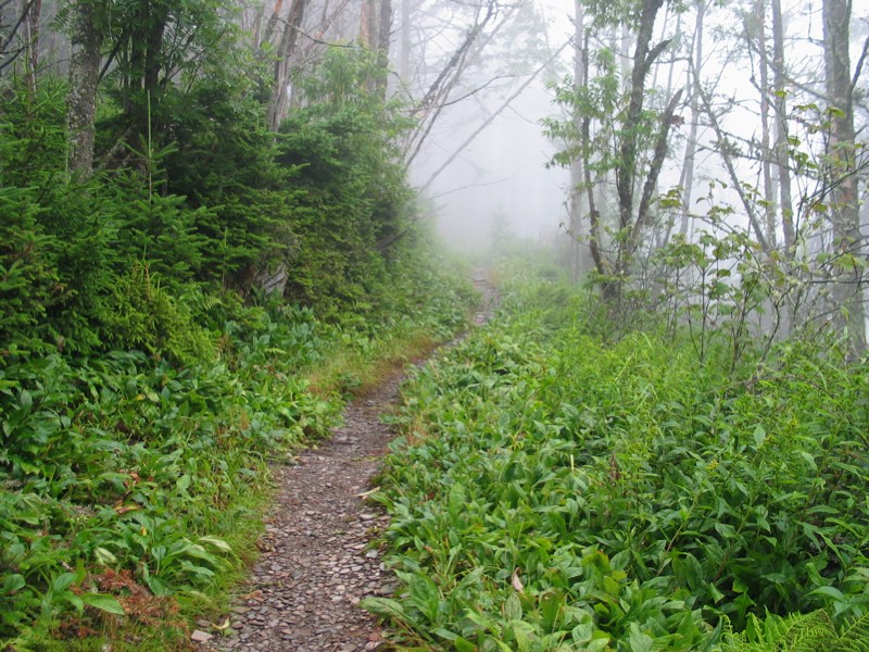 Misty Trail From Myrtle Point - 1