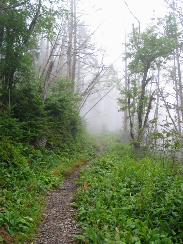 Misty Trail From Myrtle Point - 2