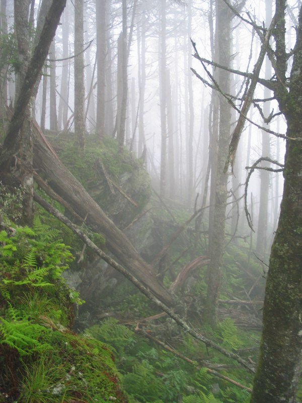 Misty Trees