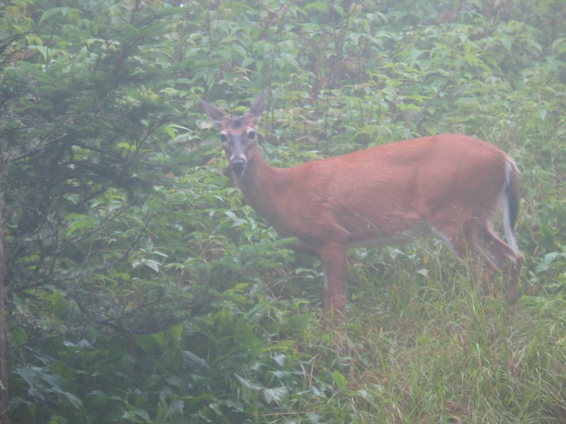 Misty Deer - 1