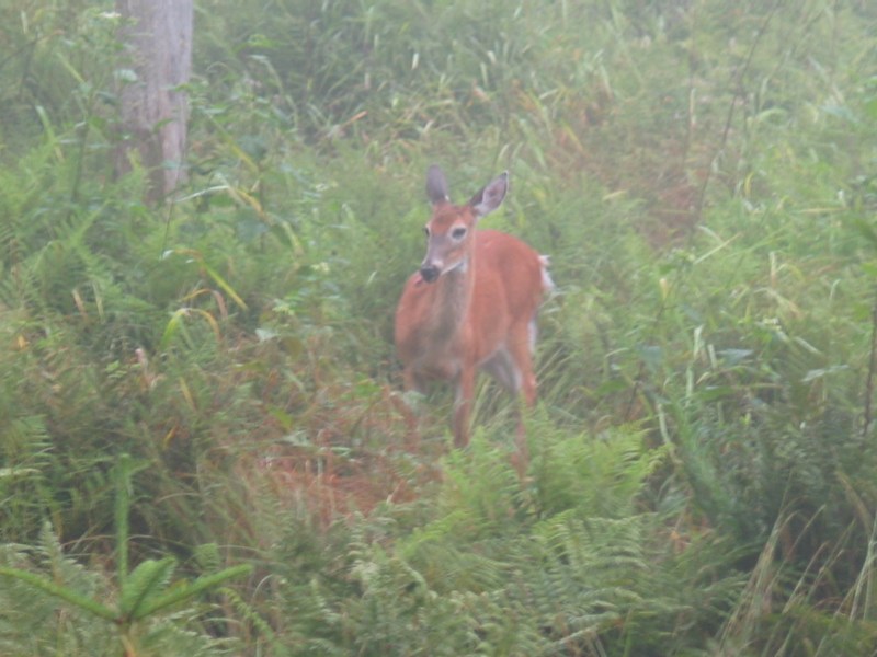 Misty Deer - 4