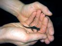 thumbnail of "Nate's Salamander"