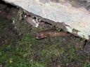 thumbnail of "Sneaky Salamander"