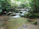 thumbnail of "LeConte Creek - 4"
