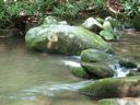 thumbnail of "LeConte Creek - 8"