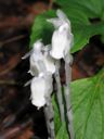 thumbnail of "Indian Pipe"