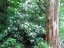 thumbnail of "Rhododendron"