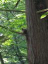 thumbnail of "Trail Squirrel"