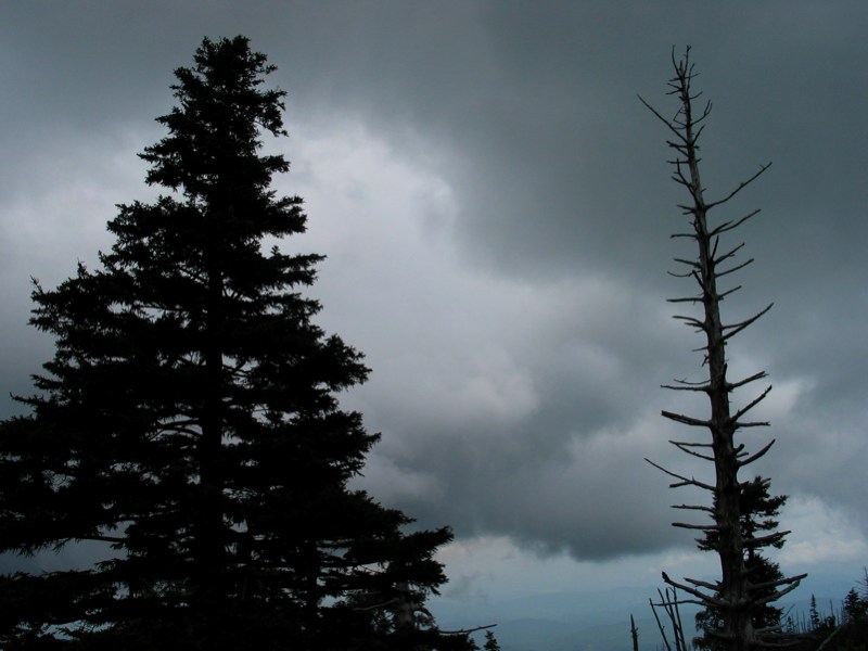 Trees on LeConte