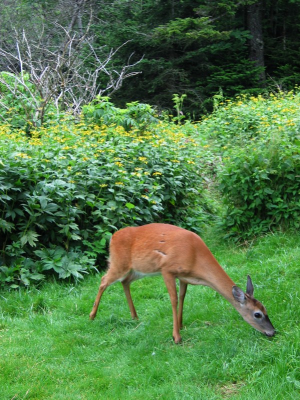 A female deer