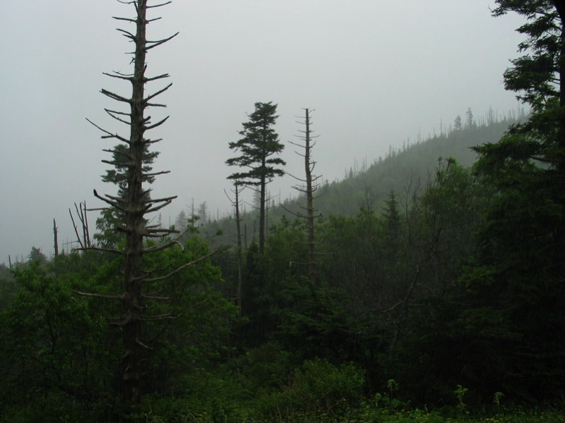 Rain on the mountain