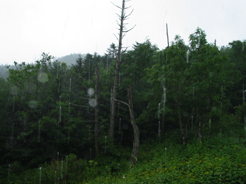 Rain on the mountain