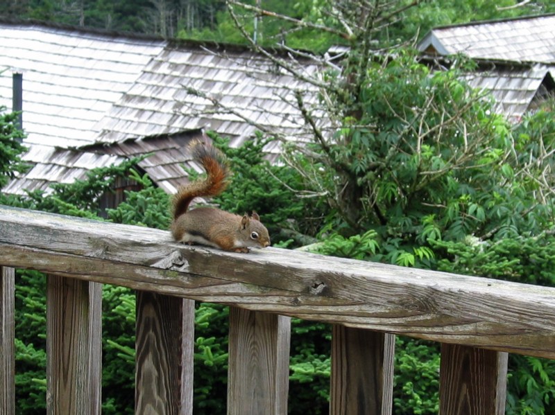 Office Porch Squirrel Close-Up