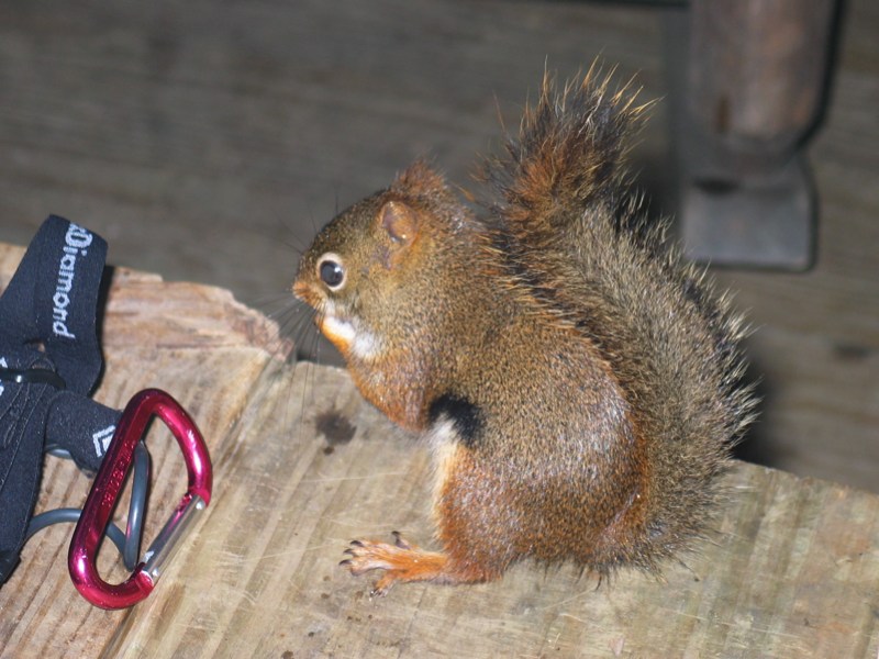 Porch Squirrel