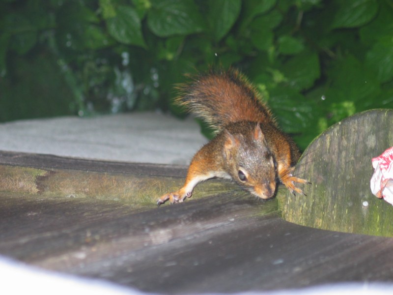 Porch Squirrel