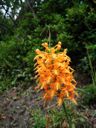 thumbnail of "Yellow Fringed Orchid"