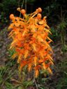 thumbnail of "Yellow Fringed Orchid"