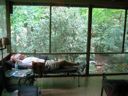 thumbnail of "Henry Naps On The Porch"
