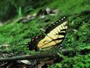 thumbnail of "A Butterfly By The Cabin"