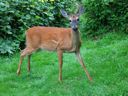 thumbnail of "Doe"