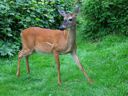 thumbnail of "A deer"