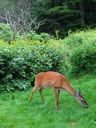thumbnail of "A female deer"