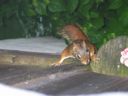thumbnail of "Porch Squirrel"