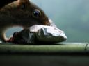 thumbnail of "Porch Squirrel"