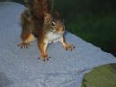 thumbnail of "Porch Squirrel"