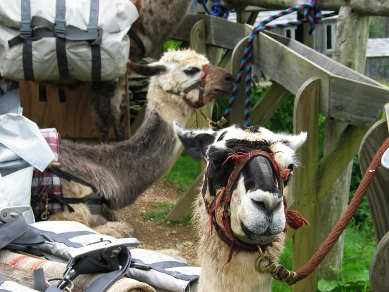 Llama Closeup